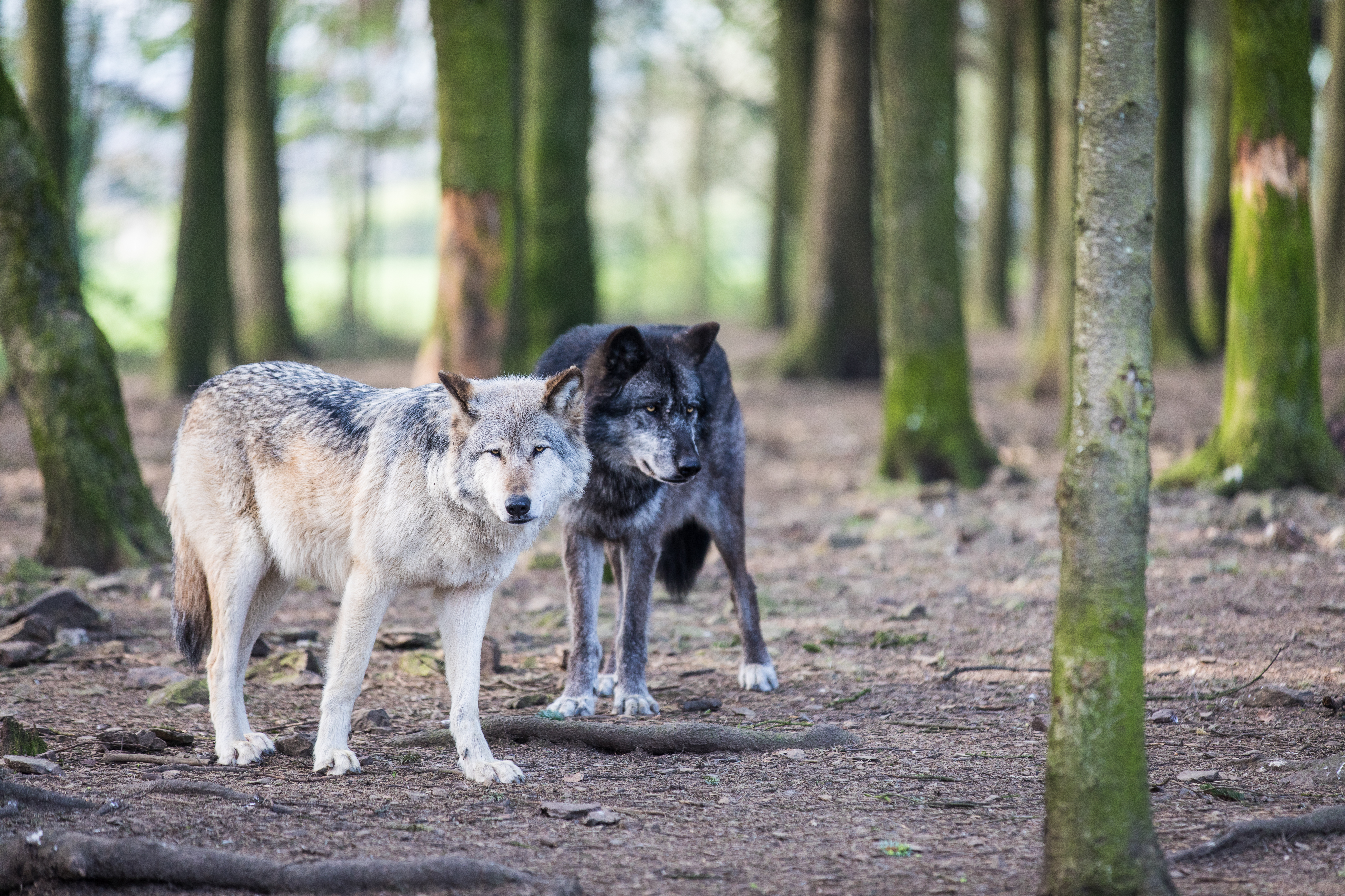 Forestia Parc animalier et aventure