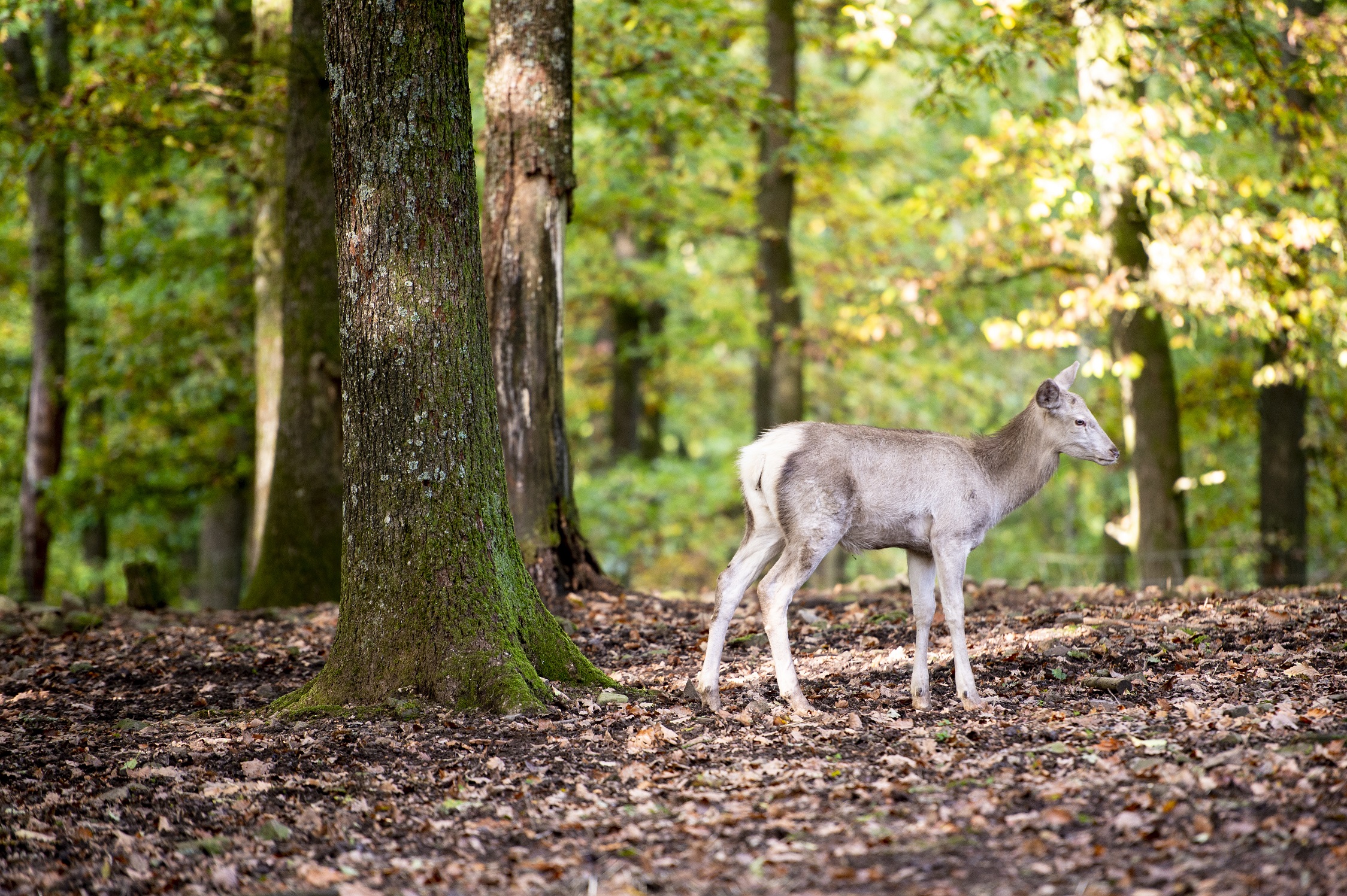 Parc à gibier de Saint-Hubert