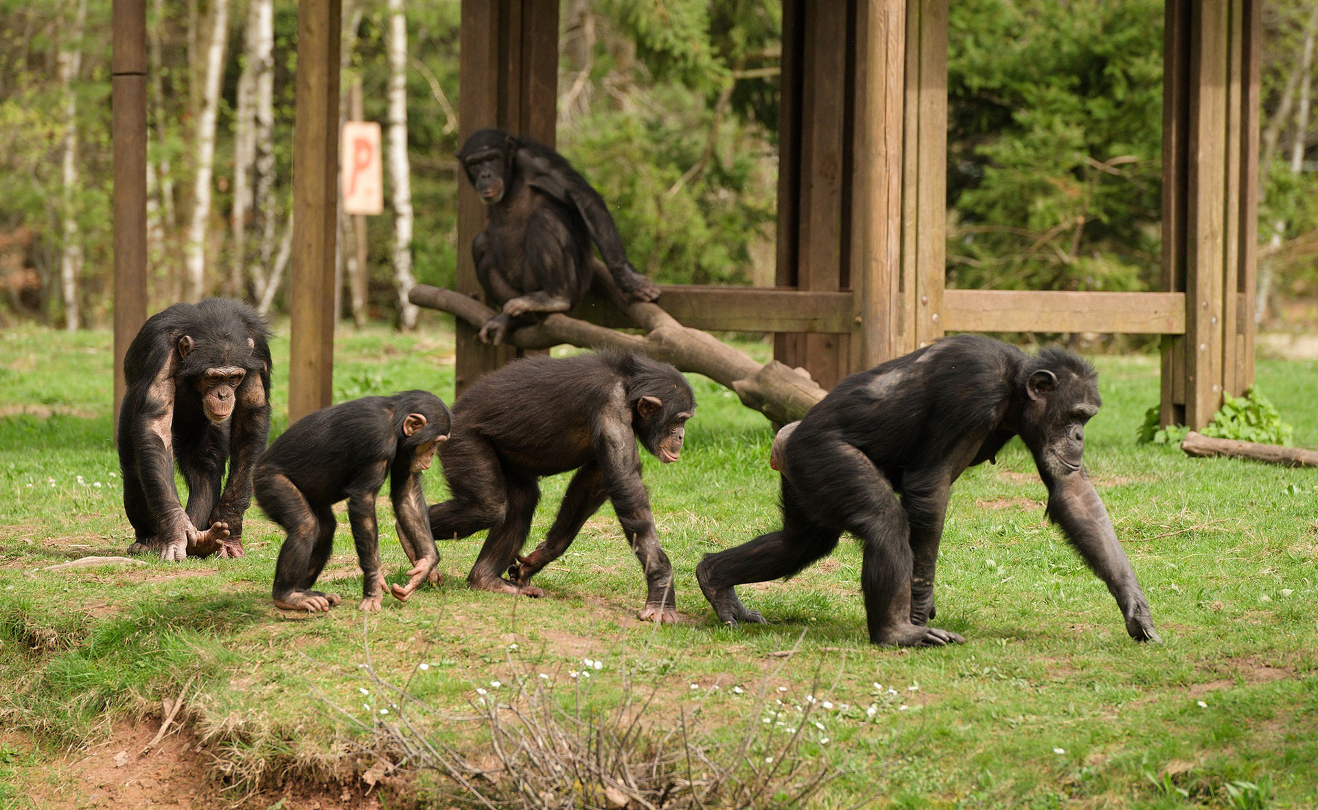 Safaripark Monde Sauvage